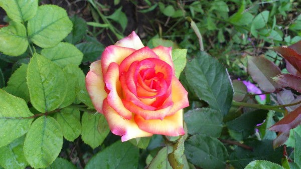 Неизвестно Неизвестно