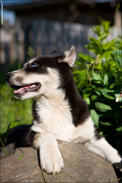 Денис Беспечук