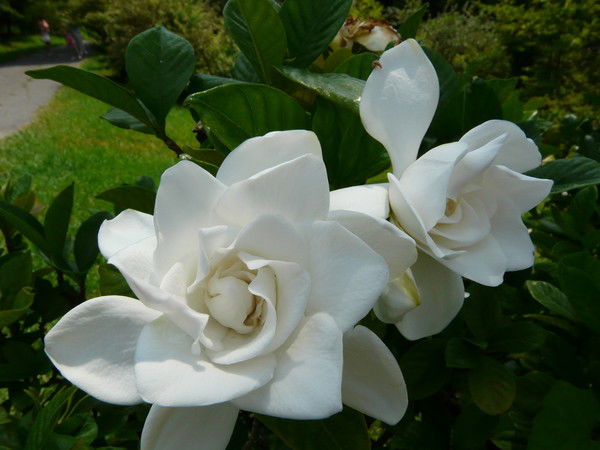 Наталья Агеева