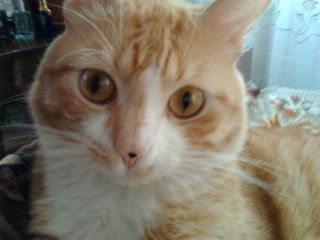 Татьяна Копи