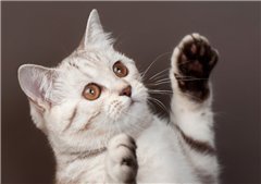 Дима Щетнев