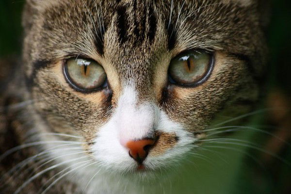 Елена Филиппова