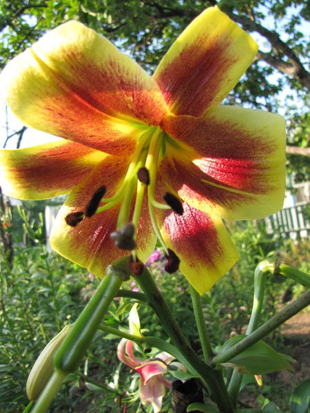 Нина Коршунова