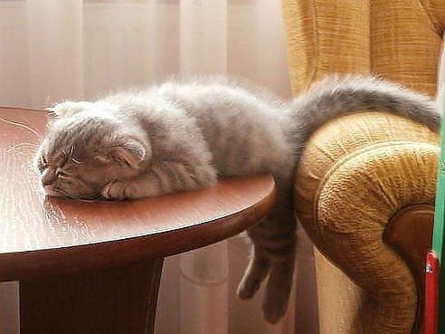 Яна Шмандий