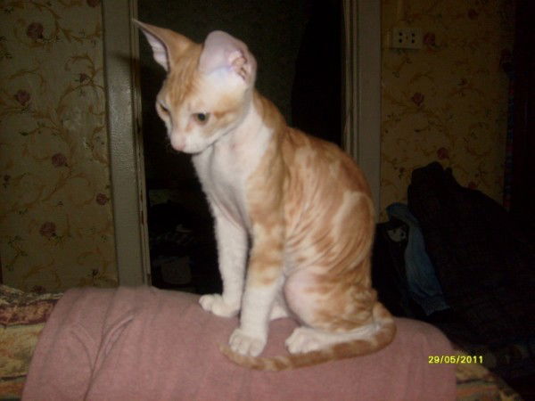 Юлия Козлова