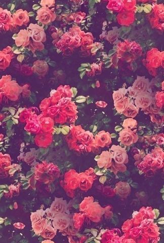 Александра Симон