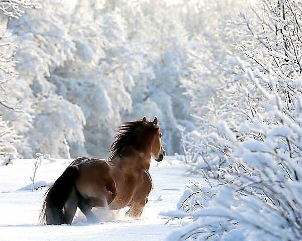 Земфира Гумерова