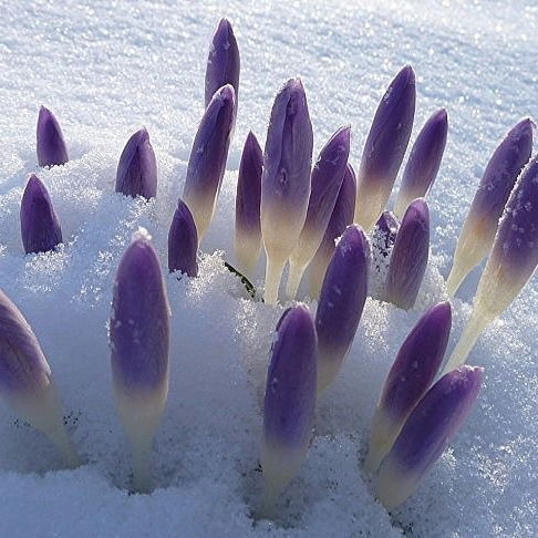 Насима Низамжанова.