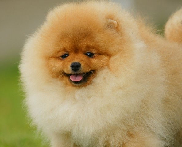 Сергей Крицкий