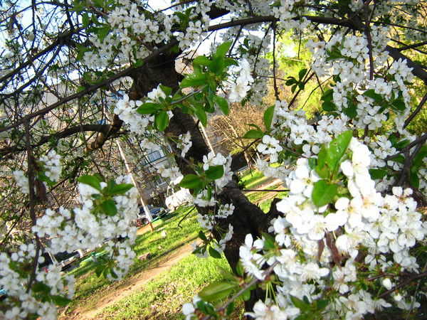 Лена Данько