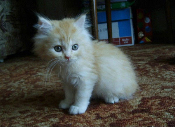 Наталья Горенкова