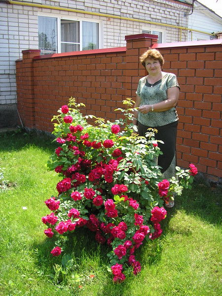 Валентина Кравцова