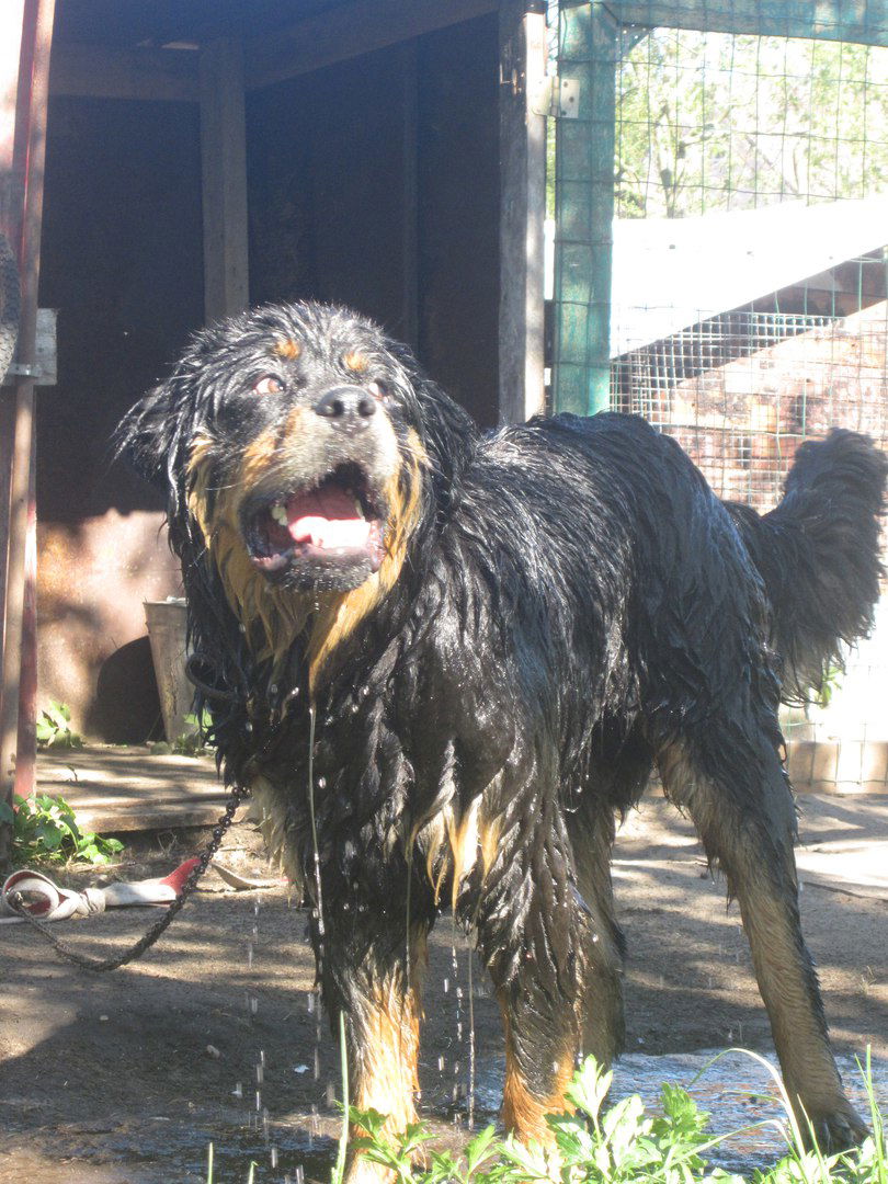 Олег Приходько