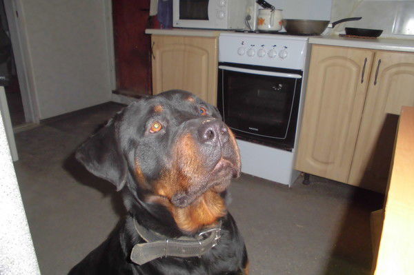 Mikhailenko Aleksander