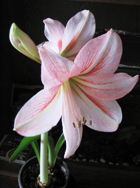 Римма Егенбердиева