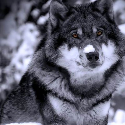 Диёр Ибрагимов