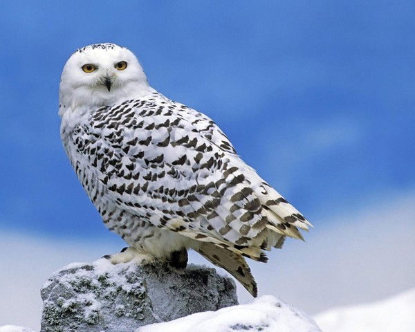 Филин Белый