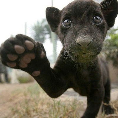 Зоя Дмитриева