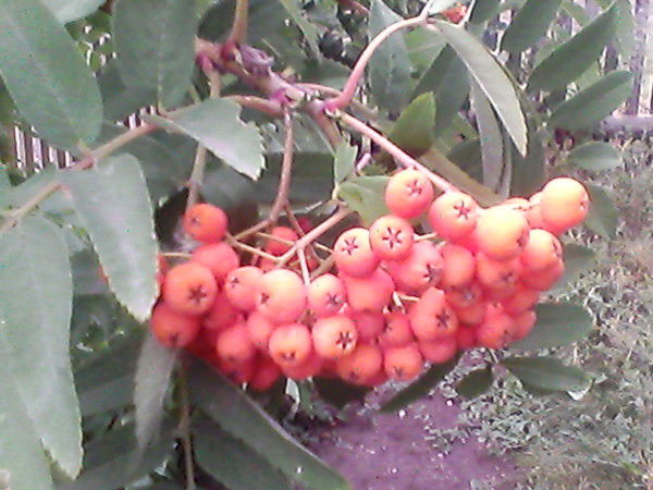 Тамара Семенова