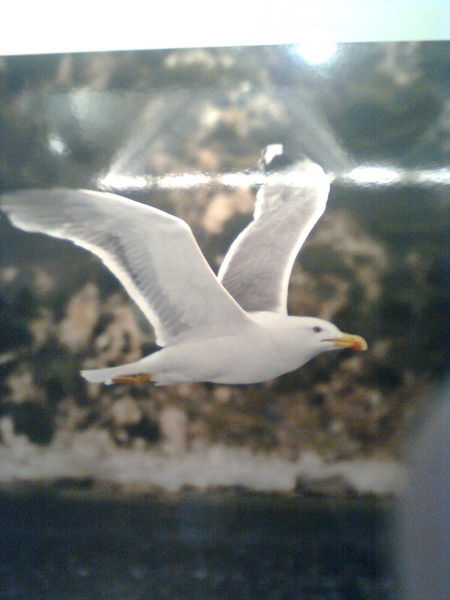 Марина Шибут