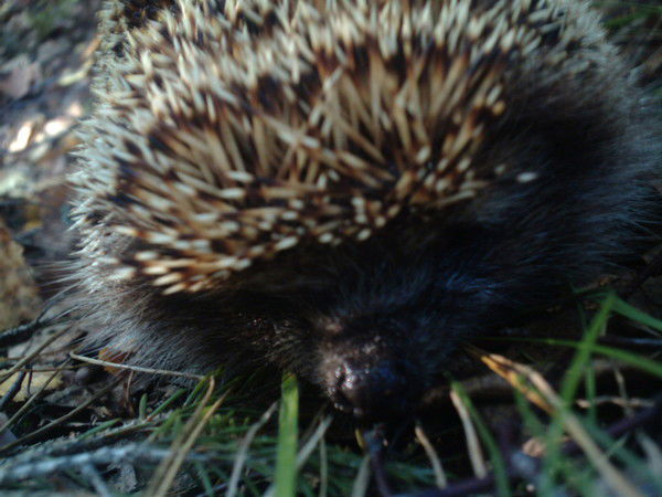 Алекс Жуковский