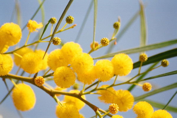 Людмила Баюшева