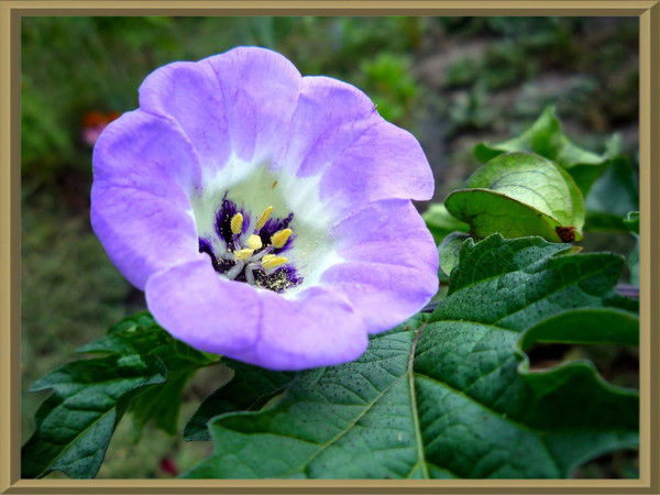 Машуня Лушникова