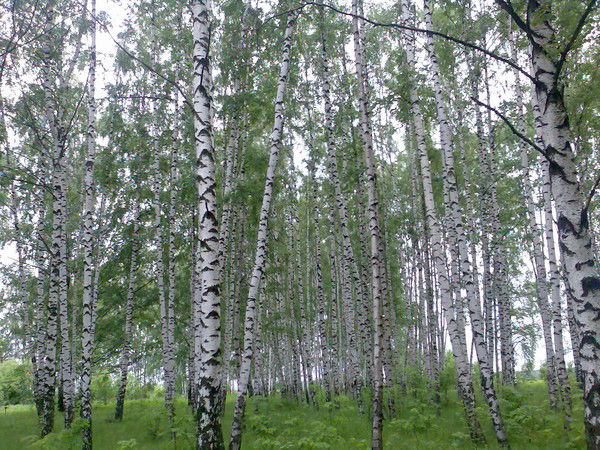 Альбина Генадьевна Платова