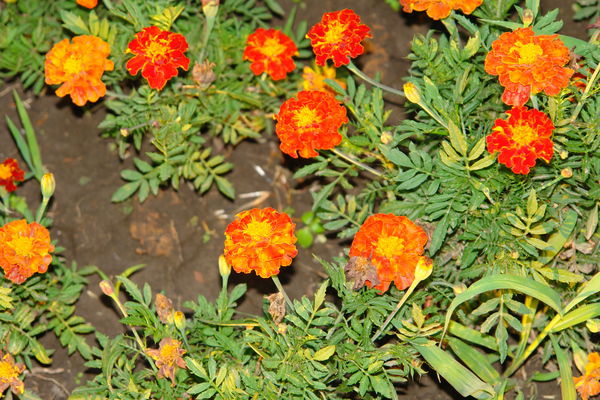 Любовь Старкова