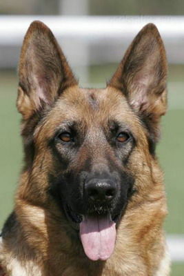 Олег Шандыров