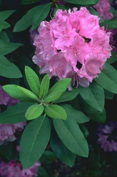 Айнур Сарсембаева