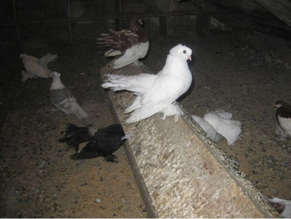 Владимир Павлов