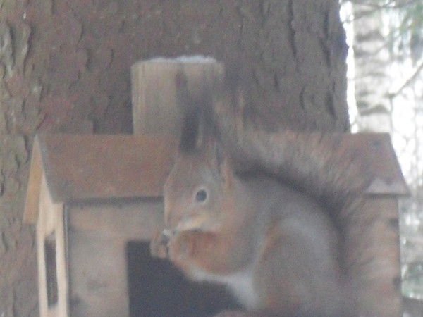 Тимофеева Наталья