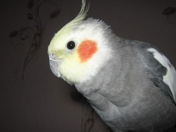 Наталья Нейфельд