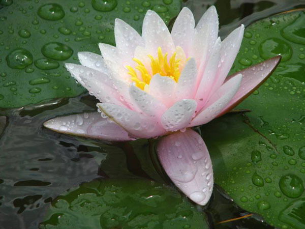 Лилия Лилия