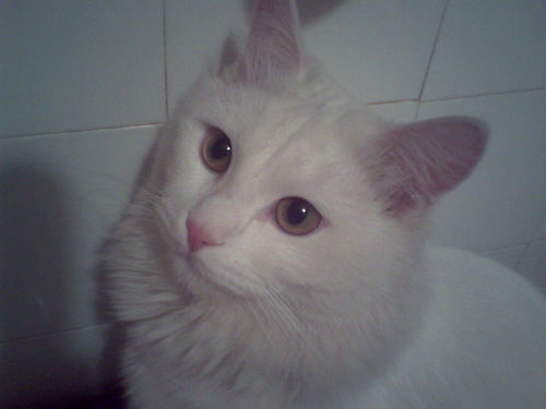 Александра Фролова