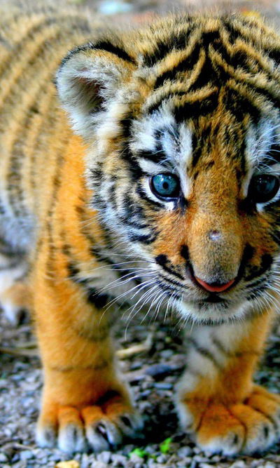 Akylaika Baimurzaeva