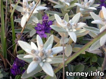 Светлана Лекомцева