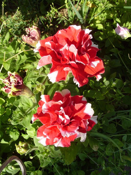 Валентина Миронова