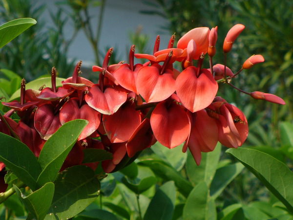 Анатолий Толстолыткин