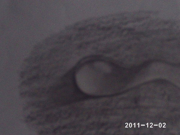 Долинский Александр