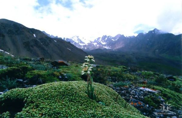 Mээрим Aпсаматова