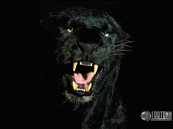 Роман Марков