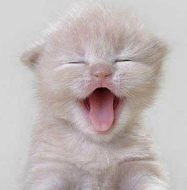 Сизый И Пушистый