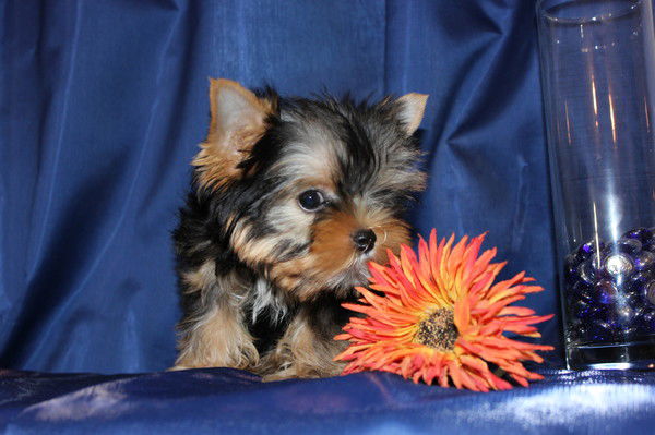 Сергей Сергеев