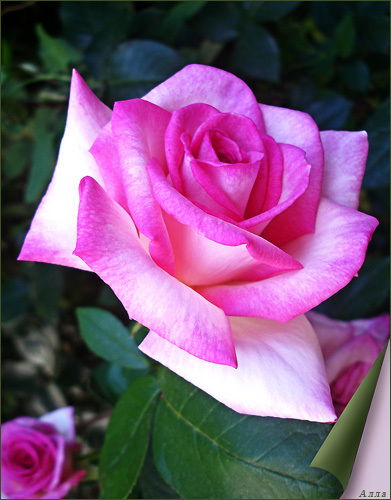 Оксана Плищенко