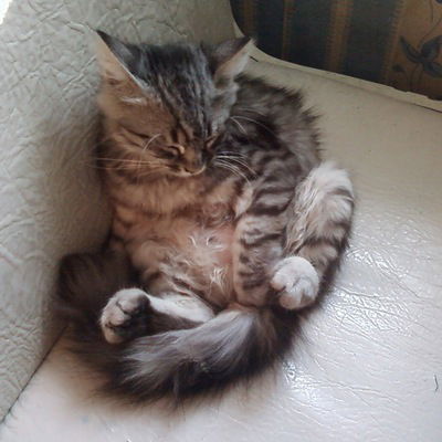 Евгения Веренич