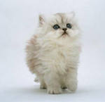 Татьяна Петрушкина