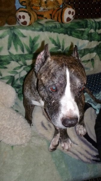 Елена Артамон Киселева