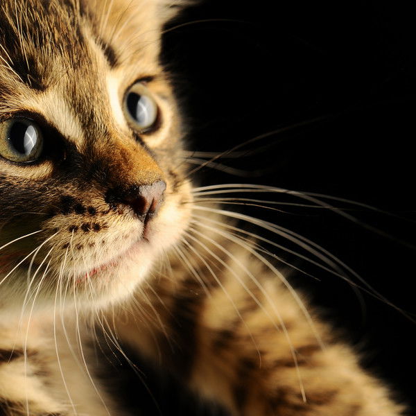 Захар Каркач